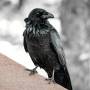 daniel-shapiro-d-vbdk5rqr0-unsplash_converted_medium.jpg